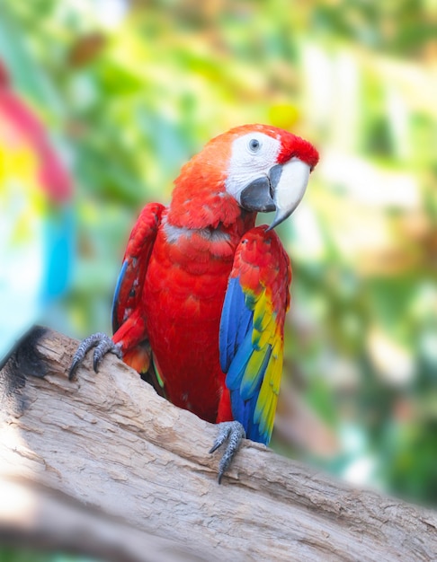 Photo colorful and beautiful macaw bird in tree trunk