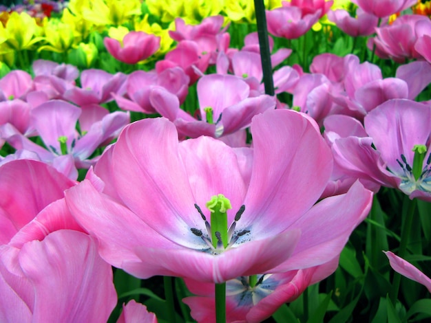 Colorful beautiful purple violet tulip flower on green background close-up, spring flower