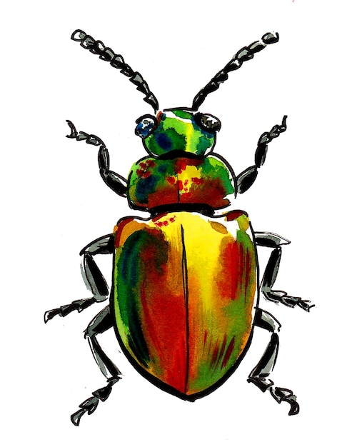 Colorful beetle on white background. Ink and watercolor drawing