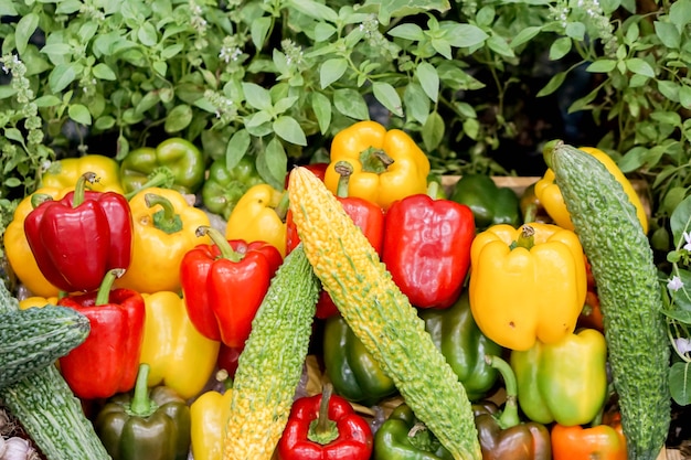 Colorful bell peppers and gourd with red basil leaf wallpaper.