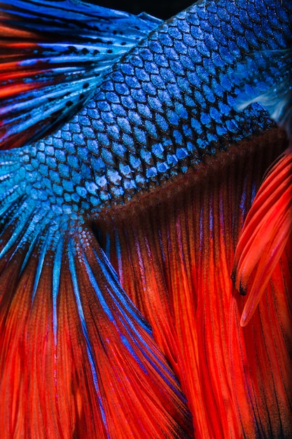 colorful Betta fish close up scales