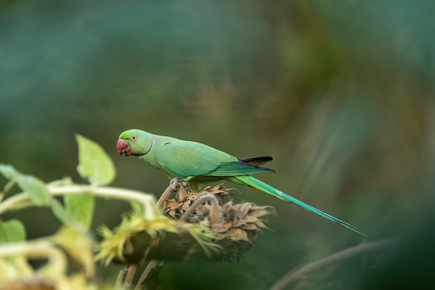 Colorful bird on a branch