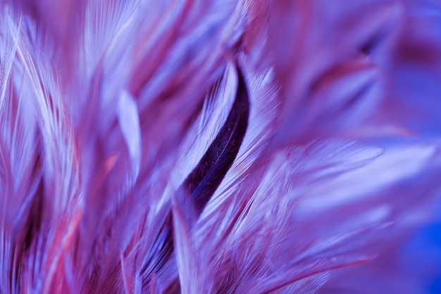 Photo colorful bird and chicken feathers in soft and blur style for the background, abstract art