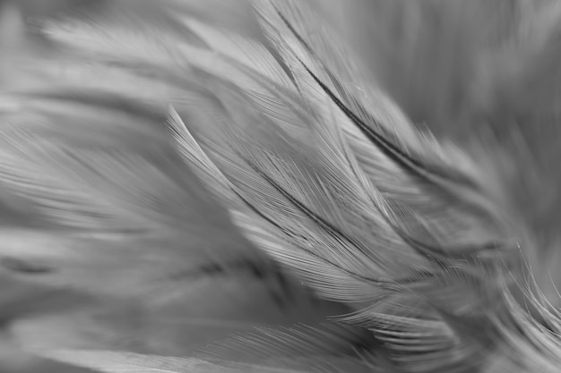 Photo colorful bird and chicken feathers in soft and blur style for the background