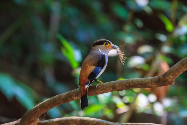 Colorful bird Silver-breasted broadbil