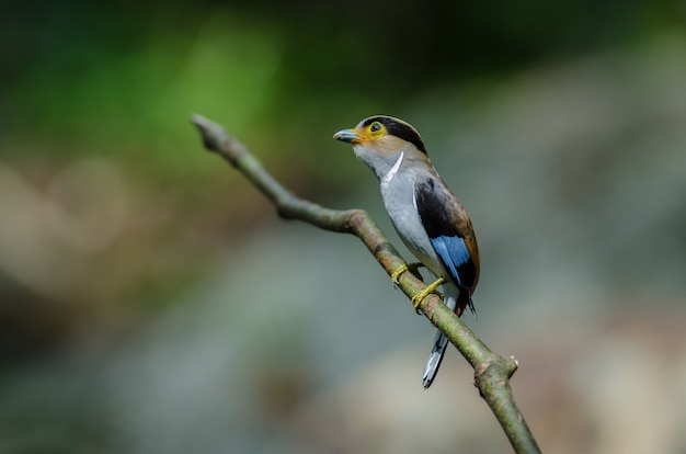 Colorful bird Silver breasted broadbil