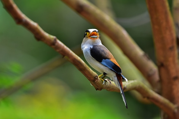 Colorful bird Silver-breasted broadbil