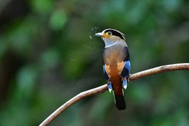 Colorful bird Silver-breasted broadbil