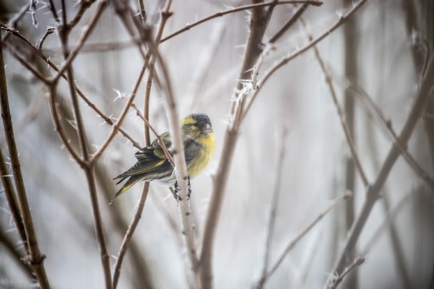 Colorful bird siskin sitting on a branch winter and ice crystals