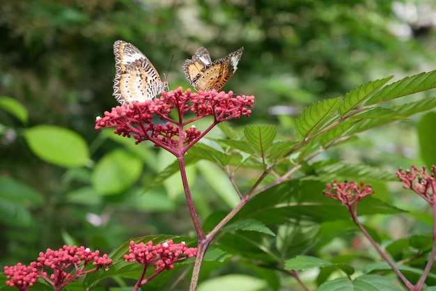 Colorful black and blue butterfly in summer time