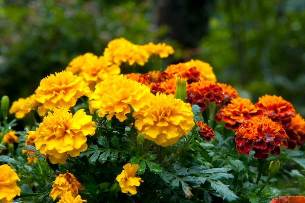 Colorful bloom marigold chrysanthemum flower