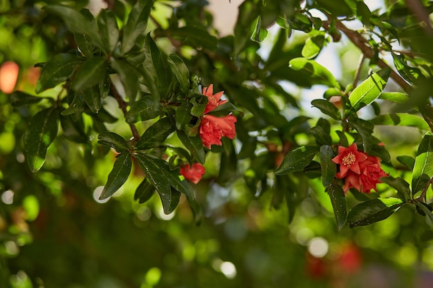 Colorful bloom of pomegranate on a sunny day in spring Botanical floral background High quality photo