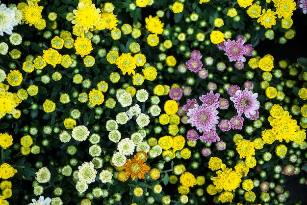 Colorful blooming Chrysanthemums with green leaves background