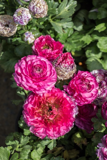 Colorful blooming wild spring flowers