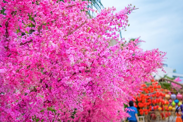 Colorful blossoms bloom in small village before Tet Festival Vietnam Lunar Year Peach flower the symbol of Vietnamese lunar new year