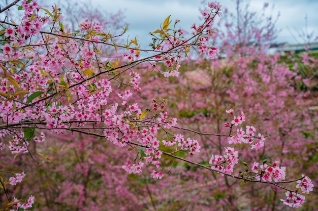 Colorful blossoms bloom in small village before Tet Festival Vietnam Lunar Year Peach flower