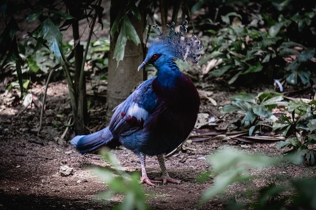 Colorful blue bird