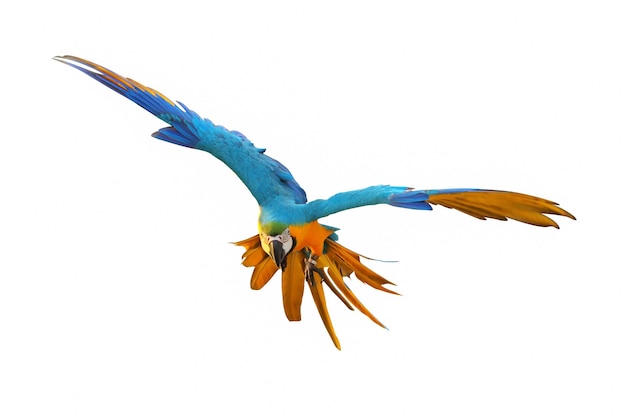 Colorful Blue and gold macaw flying isolated on white background