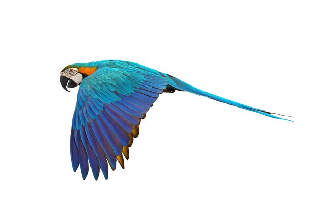 Colorful Blue and gold macaw flying isolated on white background.