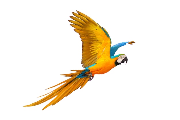 Colorful Blue and gold macaw flying isolated on white background.