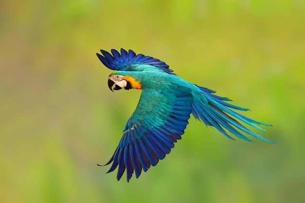 Colorful Blue and gold macaw parrot flying on green nature background