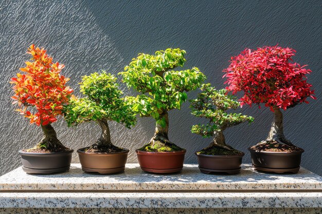 Photo colorful bonsai trees on display