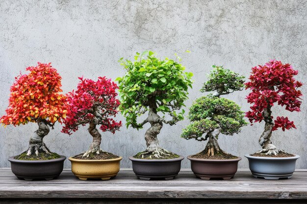 Photo colorful bonsai trees in pots on display