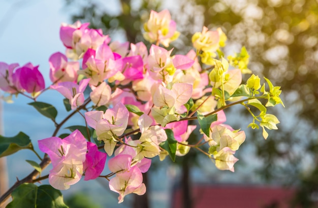 Colorful bougainvillea flower