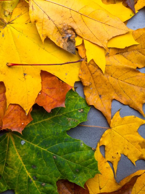 Colorful bright autumn foliage close up