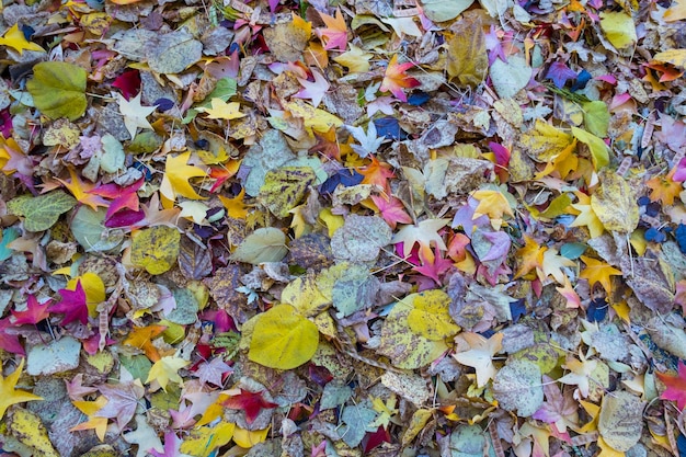 Colorful and bright background made of fallen autumn leaves