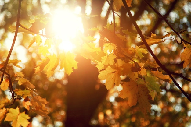 Colorful bright leaves falling in autumnal park