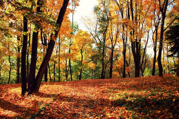 Colorful bright leaves falling in autumnal park