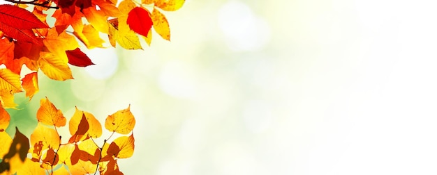 Colorful bright leaves falling in autumnal park