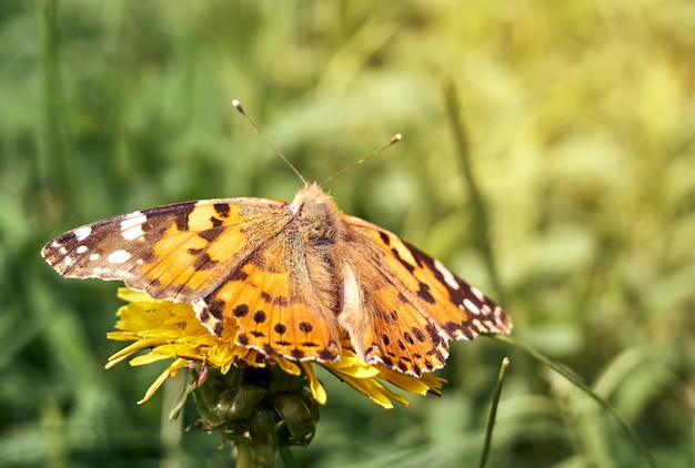 Colorful butterfly on a flower.