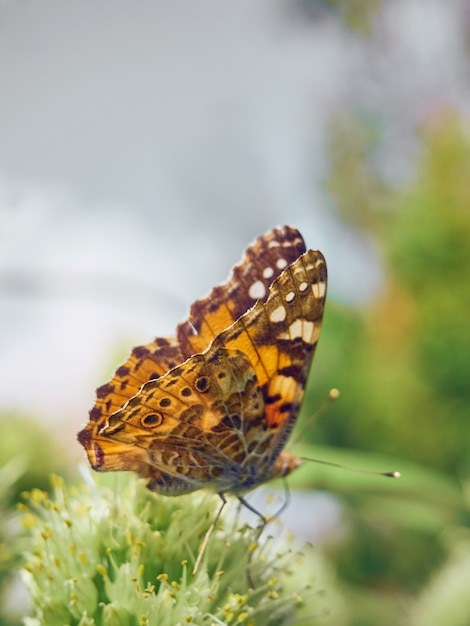 Photo colorful butterfly on a flower.