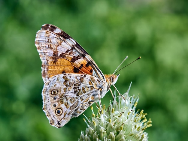 Photo colorful butterfly on a flower.