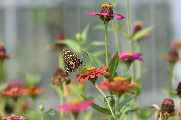 Photo a colorful butterfly rests gracefully on a vibrant flower in a lush garden