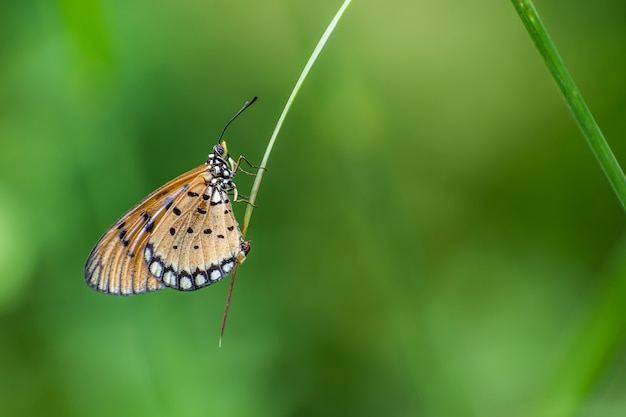 colorful butterfly