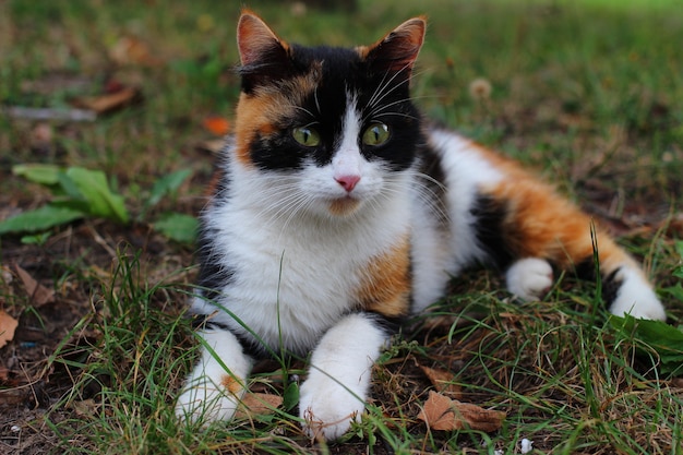 A colorful cat lying on the grass