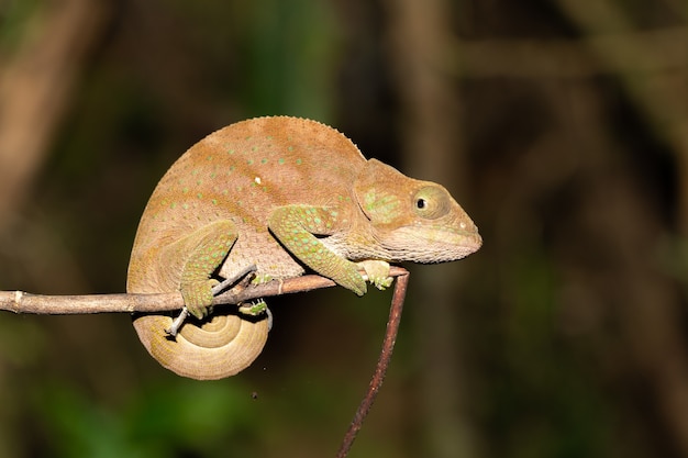 Colorful chameleon in a close-up in the rainforest in Madagascar.