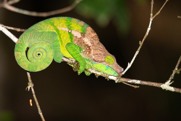 Colorful chameleon in a close-up in the rainforest in Madagascar.