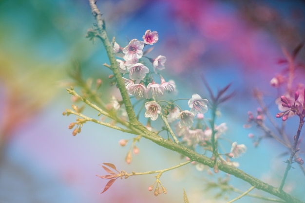 Colorful cherry blossoms on a high mountain