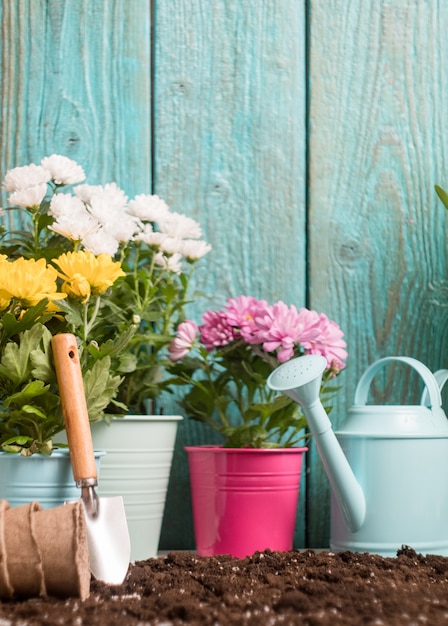 colorful chrysanthemums in pots, watering cans near wooden fence