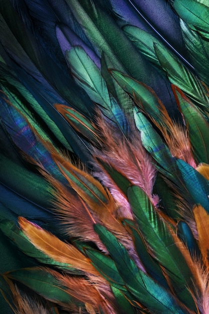 Colorful close up photo of chicken feathers.