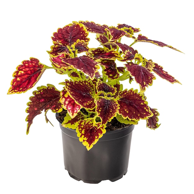 Colorful coleus houseplant