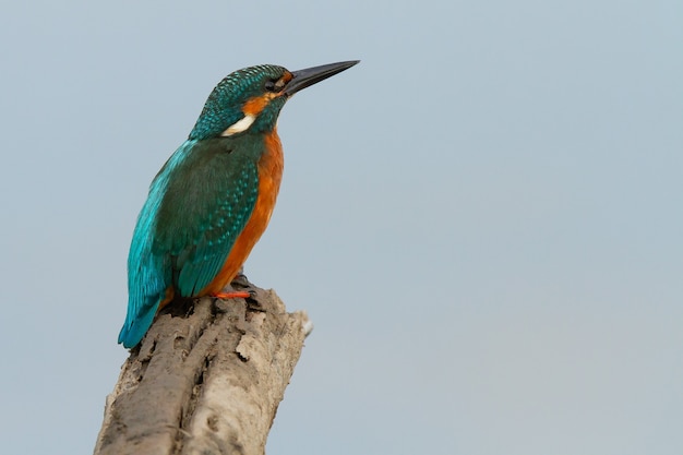 Colorful Common Kingfisher bird perching on a trunk of a tree