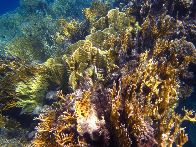 Colorful coral reef