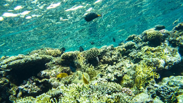 Colorful corals and fish in the red sea sharm el sheikh