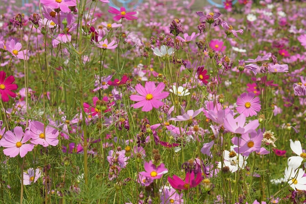 Colorful cosmos flowers bloom in the beautiful sunlight