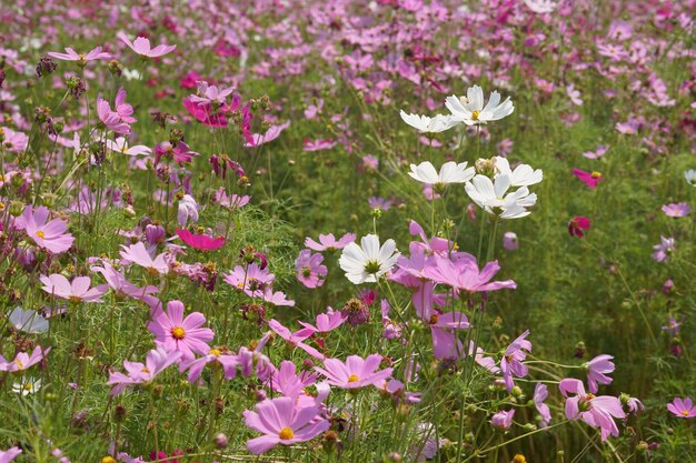 Colorful cosmos flowers bloom in the beautiful sunlight